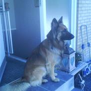 Blanding af racer Jazz