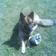 Blanding af racer Jazz