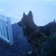 Blanding af racer Jazz