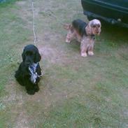 Cocker spaniel Gismo