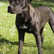 Amerikansk staffordshire terrier Chica