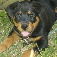 Rottweiler Vom Hause Luna's Django