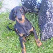 Dobermann Darff Vaider