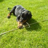 Dobermann Darff Vaider