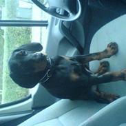 Dobermann Darff Vaider