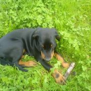 Dobermann Darff Vaider