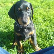 Dobermann Darff Vaider