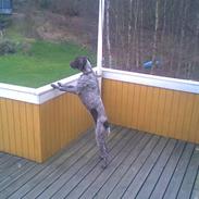 Korthåret hønsehund Zenta