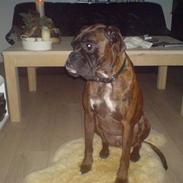 Boxer cæsar