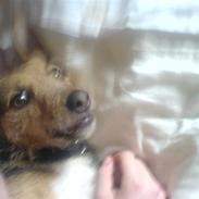 Tysk jagtterrier *Mille Himmel-Prinsesse*