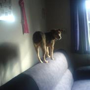 Tysk jagtterrier *Mille Himmel-Prinsesse*