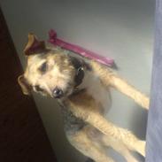 Tysk jagtterrier *Mille Himmel-Prinsesse*