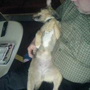 Tysk jagtterrier *Mille Himmel-Prinsesse*