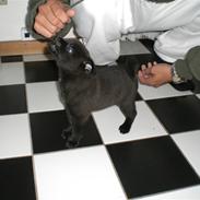 Blanding af racer Audi