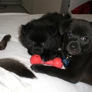 Blanding af racer Audi