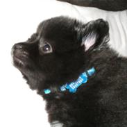 Blanding af racer Audi