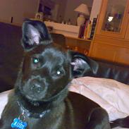 Blanding af racer Audi