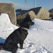 Blanding af racer Audi