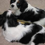 Cavalier king charles spaniel Pjok