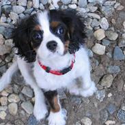 Cavalier king charles spaniel Pjok