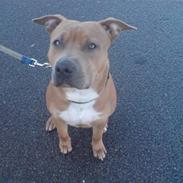 Amerikansk staffordshire terrier James