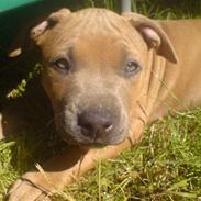 Amerikansk staffordshire terrier James