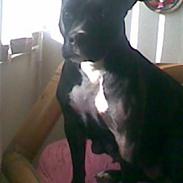 Amerikansk staffordshire terrier lulle