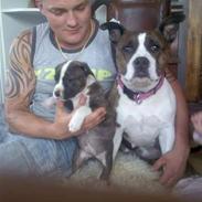 Amerikansk staffordshire terrier lulle