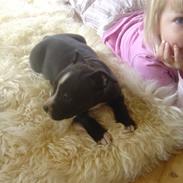 Amerikansk staffordshire terrier lulle