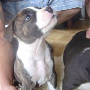 Amerikansk staffordshire terrier lulle
