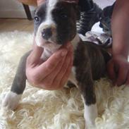 Amerikansk staffordshire terrier lulle
