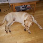 Labrador retriever Gorbij