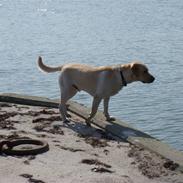 Labrador retriever Gorbij