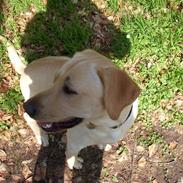 Labrador retriever Gorbij