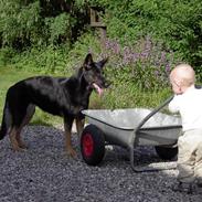 Schæferhund Ezra *RIP*