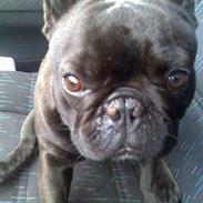 Fransk bulldog Miki --- død aug. 2009