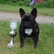 Fransk bulldog BlanceNoir'sEllieElegante