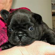 Fransk bulldog BlanceNoir'sEllieElegante