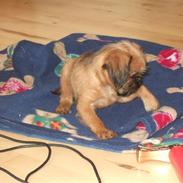 Griffon bruxellois Abu