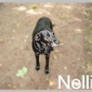 Labrador retriever Nellie