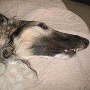 Borzoi Darwin