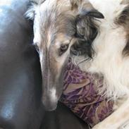 Borzoi Darwin