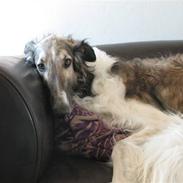 Borzoi Darwin