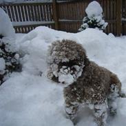 Lagotto romagnolo Alli