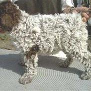 Lagotto romagnolo Alli
