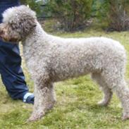 Lagotto romagnolo Alli