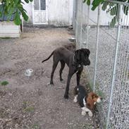 Basset hound Berthaxxx