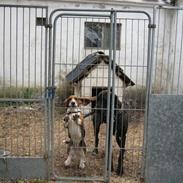 Basset hound Berthaxxx