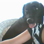 Labrador retriever lady