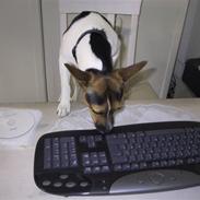 Dansk svensk gaardhund Oline